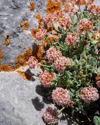 Image result for Eriosema verdickii