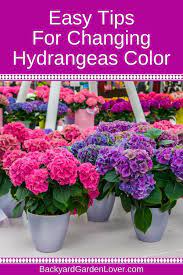 How To Change Hydrangea Colors Pink Blue Purple Hydrangea Colors Beautiful Flowers Garden Hydrangea Purple