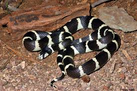 Black And White Snake Northern California Identifying California Reptiles And Amphibians