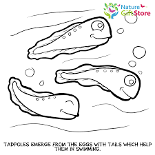 And you can freely use images for your personal blog! Frogs Coloring Page 3 Nature Gift Store