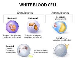 labelled diagram of white blood cells click for the full