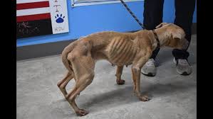 The dog in question sounds emaciated. Holmes County Dog Warden Seeks Information On Emaciated Dog Found Wandering The Streets Wkyc Com