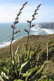 Phormium Tenax New Zealand Flax New Zealand Holidays New Zealand