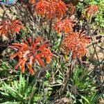 Image result for Aloe lateritia
