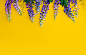 Maybe you would like to learn more about one of these? Wallpaper Flowers Yellow Background Yellow Flowers Purple Lupins Lupine Images For Desktop Section Cvety Download