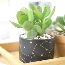 Image result for Crassula