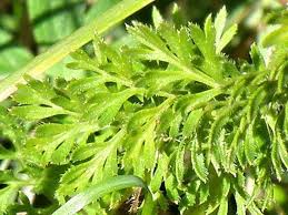 Image result for Agrocharis