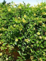 Image result for Tristellateia africana