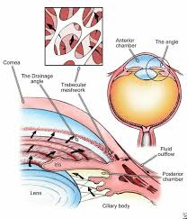 Pin On Anatomy
