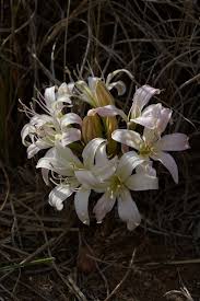 Image result for Ammocharis