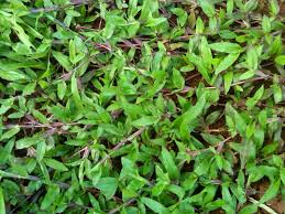 Tingkat kerapetan rumput gajah mini, karena bila rumput di tingkat petani tersebut diurus dengan baik maka rumput akan menjadi rapat. Tukang Rumput Online Tukang Taman