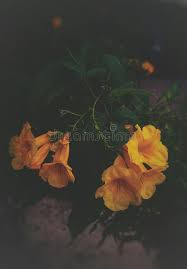 See the handpicked 83 aesthetic dark yellow simple wallpaper gallery posted by sarah anderson, share with your friends and social sites. A Beautiful Yellow Flowers With A Dark Background Stock Photo Image Of Classic Flowers 142585796