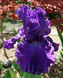 Maybe you would like to learn more about one of these? Tall Bearded Iris Iris Autumn Rain In The Irises Database Garden Org
