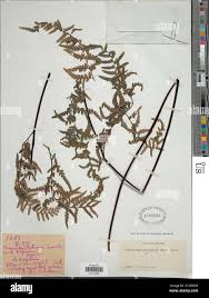 Image result for Pityrogramma argentea