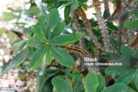 Image result for Oeceoclades decaryana