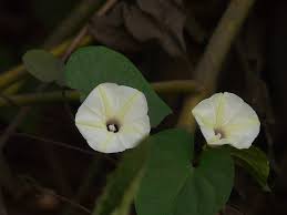 Image result for Ipomoea obscura