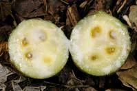 Image result for Landolphia buchananii