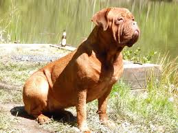 Die bordeaux dogge ist ein beliebter molosser aus frankreich. Reinrassige Bordeaux Dogge Welpen Tiermarkt Net