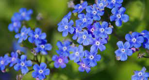 What do blue flowers represent? 41 Types Of Blue Flowers Proflowers Blog