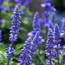 Image result for Salvia