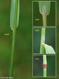 Image result for Agrostis isopholis