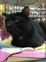 Meet your potential new kitty 2. Brooklyn Animal Action Brooklyncats Twitter