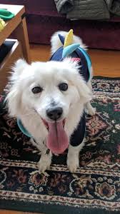 Just seen a brown coloured pomeranian type dog