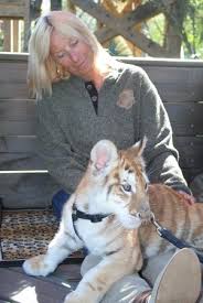 Check spelling or type a new query. Golden Tabby Tiger Rare Rare Rare Picture Of Myrtle Beach Safari Tripadvisor