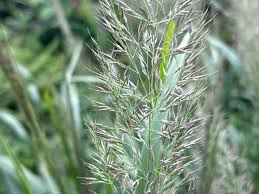 Image result for Cyanastrum johnstonii