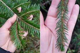 Nadelbaume Erkennen Tanne Fichte Leicht Unterscheiden Fichten Pflanzenblatter Baume Erkennen
