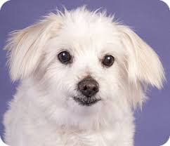 So consider starting your pup with a daily walk. Chicago Il Maltese Meet Mayflower A Pet For Adoption