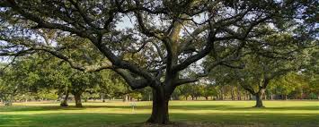 Image result for Green 1990 Norfolk VA City of