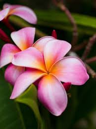 Blossoms Of Plumeria Or Frangipani Cultivated For Lei Garlands Photographic Print Susan Seubert Allposters Com In 2020 Flower Pot Design Plumeria Flowers Frangipani