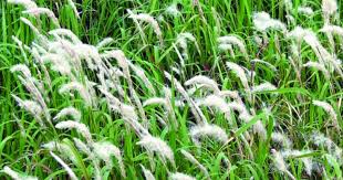 Ruang ini bisa kamu manfaatkan untuk dibikin tambahan ruang lainnya. Nurul Husna Jangan Jadi Lalang