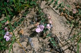 Image result for Dicerocaryum eriocarpum