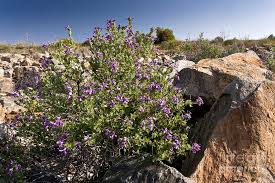 Image result for Jamesbrittenia micrantha