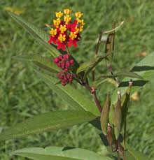 Image result for Asclepias curassavica