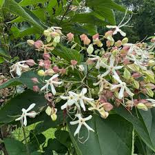 Image result for Clerodendrum umbellatum