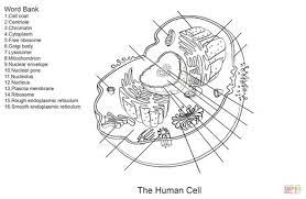 Here presented 52+ simple animal cell drawing images for free to download, print or share. Human Cell Worksheet Super Coloring Cells Worksheet Cell Diagram Human Cell Diagram