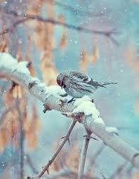 Allahu Akbar Kus Fotograf