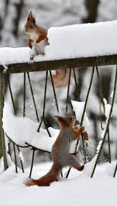 De verzorgers deden extra hun best en dankzij vrijwilligers joop en ronald en bestuurslid roel werd er op tijd een vracht en als altijd leverde de winter mooie plaatjes op van de dierenvallei in de sneeuw. At Work Eekhoorn Dieren Sneeuw