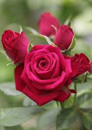 X O N E A X O Planter Des Fleurs Jardin Rose Gif Fleurs