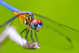 Dragonfly Eyes Are Made Of Tens Of Thousands Of Individual Light Sensors Dragonfly Images Dragonfly Animals