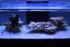 Live coral and other invertebrates are the basis of a reef aquarium, and keeping such creatures alive and healthy can be an extremely rewarding experience. Pin On Aquascaping Ideas Reef Aquarium