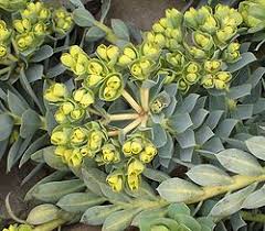 Image result for Euphorbia spissiflora