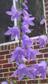 Bluebell Bellflower Shade Plants Bluebells Native Plants