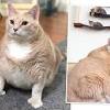 Designed to keep your pet nutritionally balanced with fewer calories, this diet offers a special protein and fiber blend that can help your dog feel full as they lose weight in a healthy, delicious way. 3