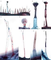 Image result for Mimulopsis champluvierae