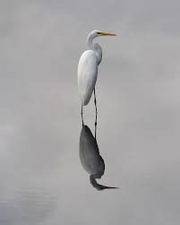 Black And White Bird Florida Argent Mirror By Paul Rebmann In 2020 Birds Painting Beautiful Birds Pet Birds
