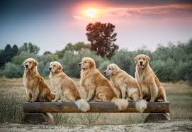 arka plan golden retriever retriever komik hayvan alintilari